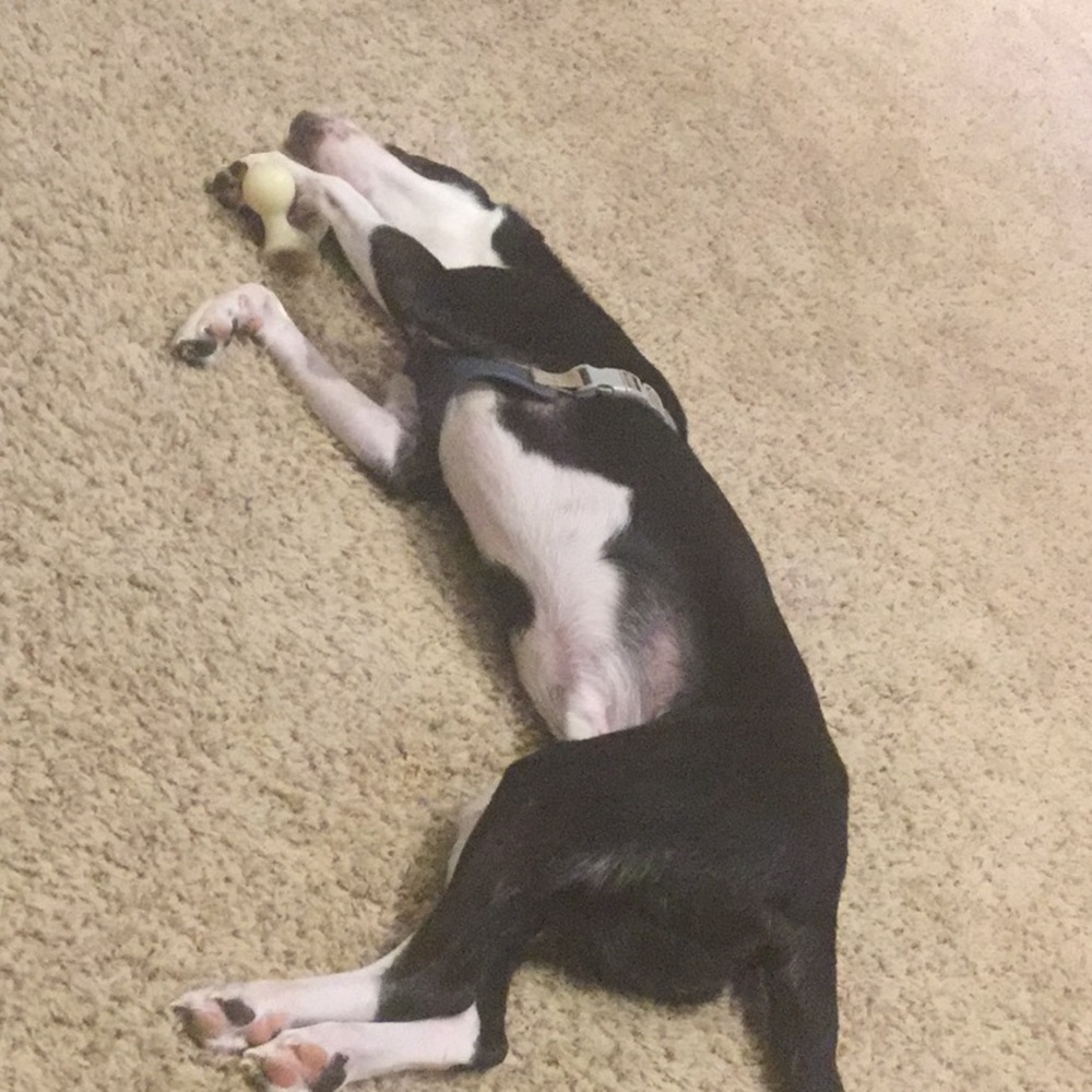 Meet your Posher, Chris